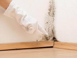 Mold Remediation for Rental Properties in Ellport, PA